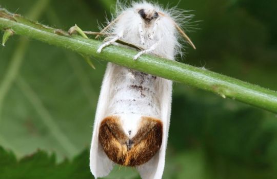 Creaturi de care nu ne temem, desi ar trebui