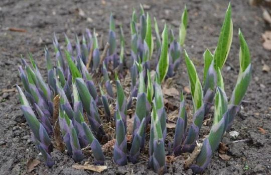 Cum sa cultivi crini de toamna