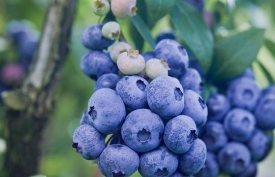 Cum sa ingrijesti afinul