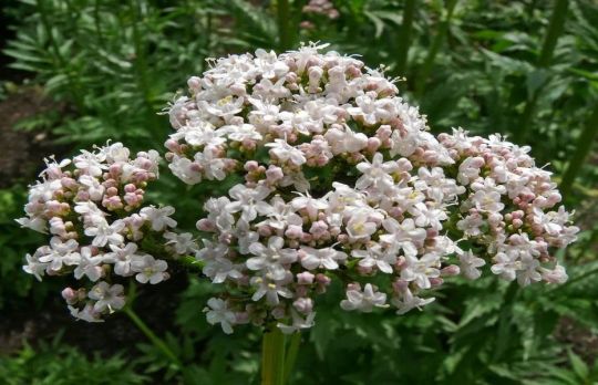 Cum sa faci gem de odolean(valeriana)