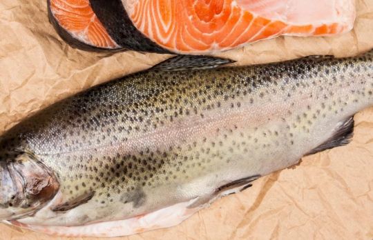 De ce e periculos somonul de crescatorie