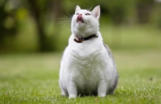 Pisica ta s-a ingrasat? Iata ce trebuie sa faci