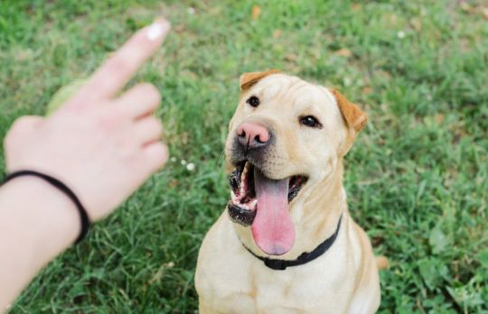 Caini. Cum sa dresezi un pit bull
