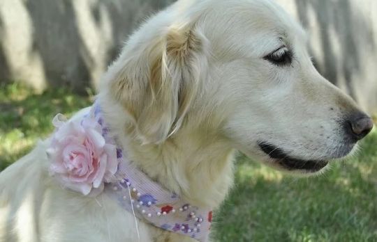 Cum sa faci o zgarda dintr-o camasa veche