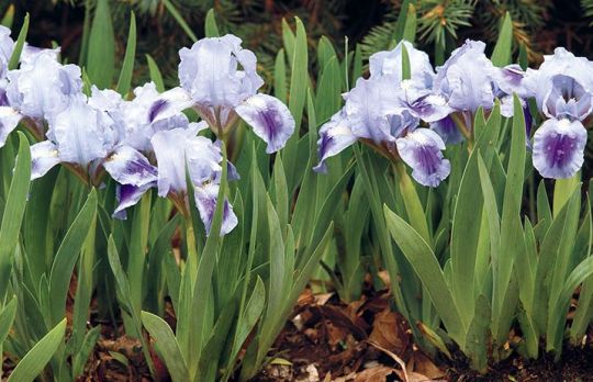 Cum sa cultivi irisi