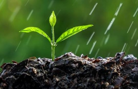 De ce savuram mirosul proaspat de ploaie? Explicatia e stiintifica