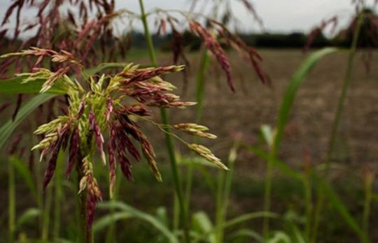 Cum sa combati costreiul, buruiana-problema