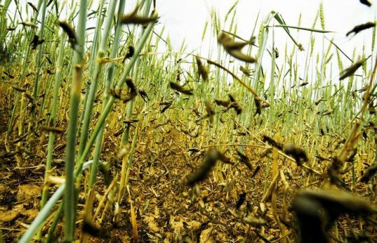 Cum sa scapi de lacuste. Metode naturale