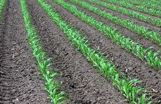 Cum sa combati buruiana din porumb