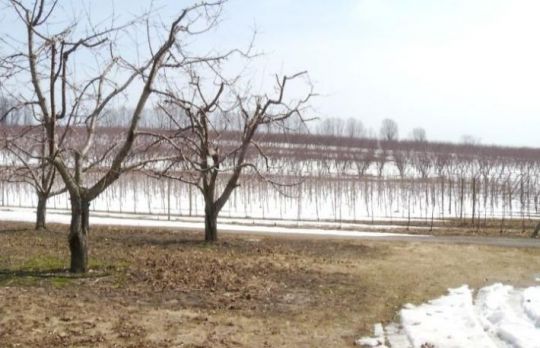  Cum sa protejezi pomii primavara daca este frig