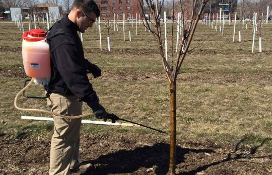 Pomi fructiferi. Cand si cum sa faci stropirile de primavara