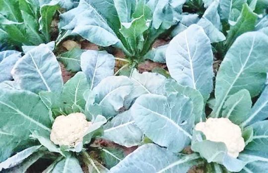 Cum sa cultivi conopida