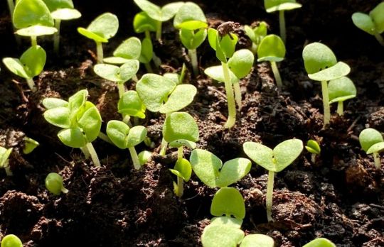 Cum sa ingrijesti GRADINA. Activitati specifice lunii mai