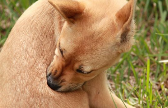 Cum sa scapi de purici. Metode naturale