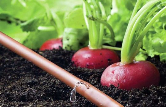 Cum sa faci un sistem de irigare prin picurare