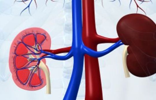 Cum sa scazi nivelul de creatinina