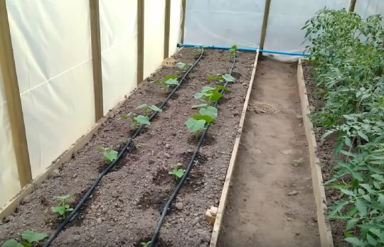 Cum sa faci un sistem de irigare prin picurare. Nu se va mai strica usor