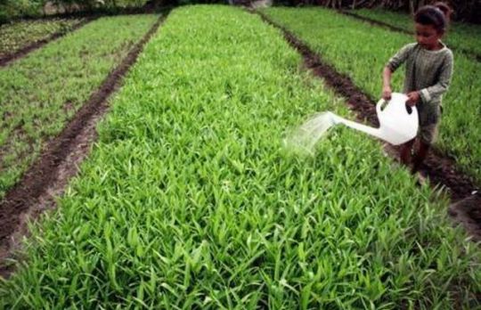 Cum sa cultivi kangkong, spanacul chinezesc