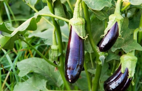 Legume rezistente la seceta