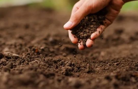 Cum sa folosesti nematozii benefici in gradina