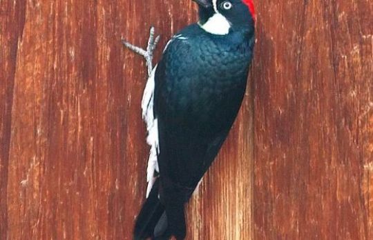 Cum sa stopezi daunele provocate de ciocanitoare