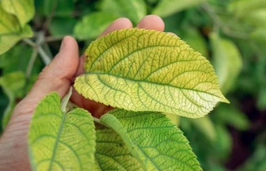 De ce se ingalbenesc plantele de exterior