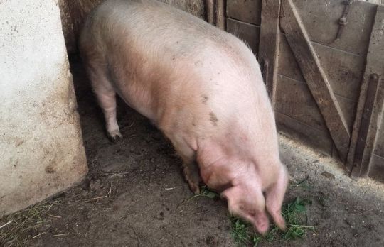 Porc in viu vs porc taiat. Ce varianta e mai convenabila?