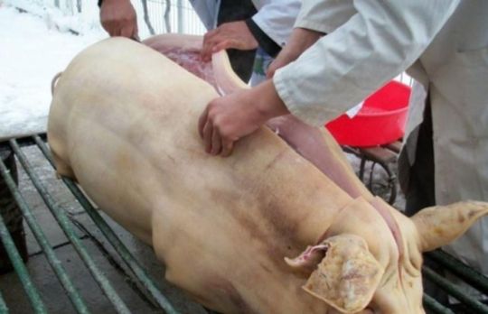 Vrei sa sacrifici porcul? Iata ce conditii legale trebuie sa indeplinesti