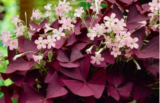 Cum sa cresti trifoi ornamental