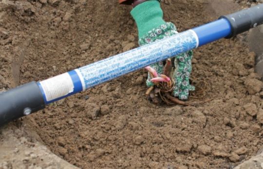 Cum sa plantezi bujori