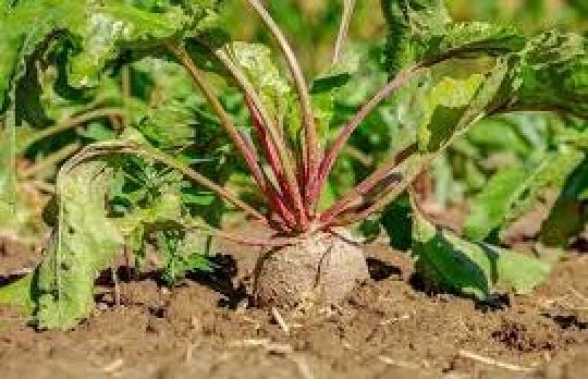 Cum sa cultivi sfecla rosie