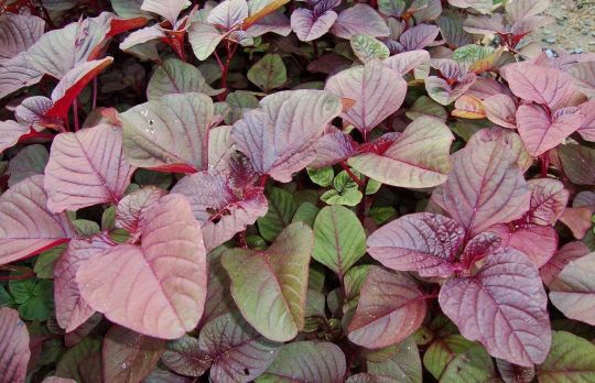 Cum sa cultivi stir rosu/Cezar