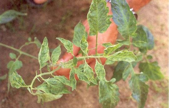 Boli la tomate. Cum sa combati mozaicul - TMV