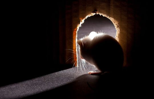 Cum sa astupi gaurile de soareci