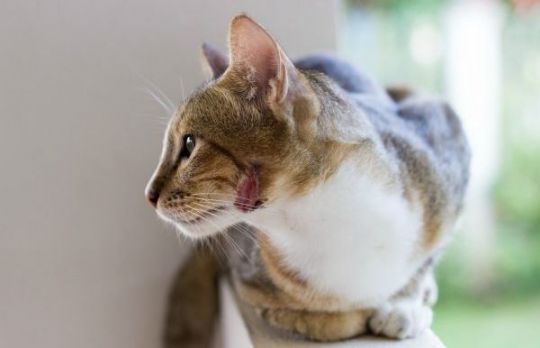 Cum sa tratezi un abces la pisica