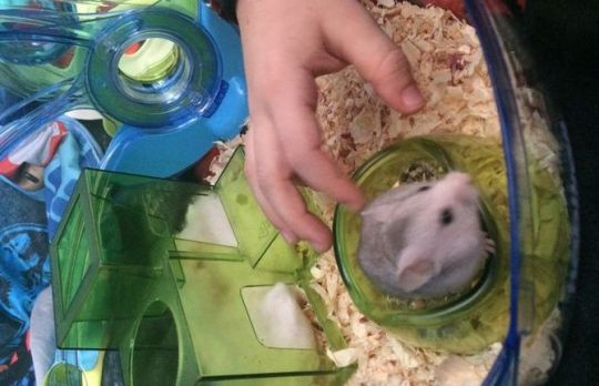 Cum sa prinzi un hamster fugar