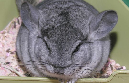 Cum sa ingrijesti sinsila