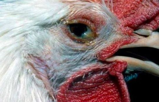 De ce stranuta gainile? Cauze si tratament