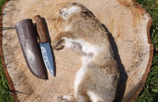 Cum sa jupoi un iepure