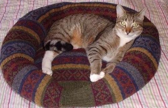 Cum sa faci un culcus pentru pisica dintr-un pulover vechi