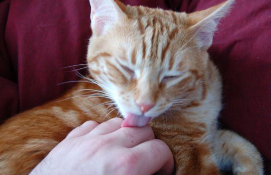 De ce te linge pisica? 