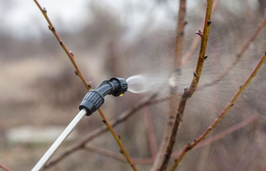 Pomi fructiferi. Cand si cum sa faci stropirile de iarna