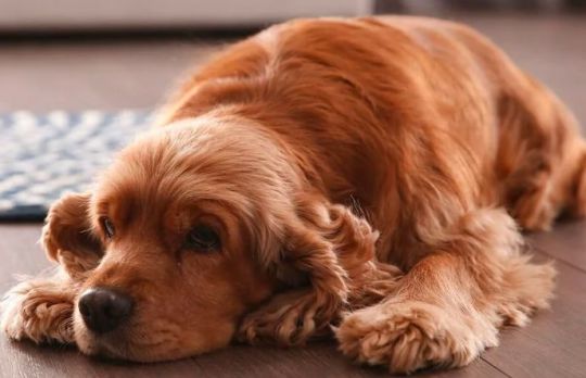 Pancreatita la caini - cauze, simptome, tratament