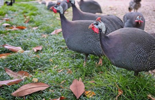 Cum sa diferentiezi bibilica de bibiloi