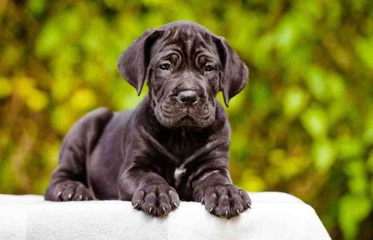 Caini. Cum sa dresezi un Cane Corso