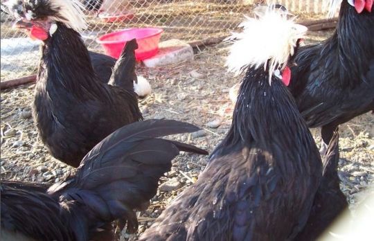 Cum sa cresti motate olandeze