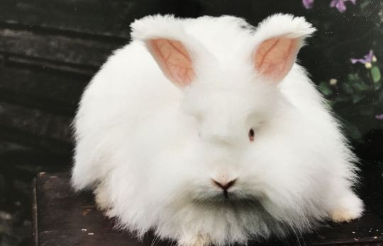 Idei de afaceri. Cum sa cresti iepuri de Angora