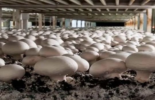 Cum sa cultivi ciuperci in sistem hidroponic