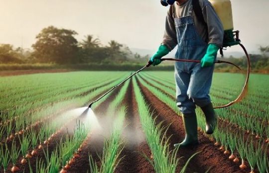 Cum sa scapi de buruiana. Stropiri preemergente la ceapa si usturoi