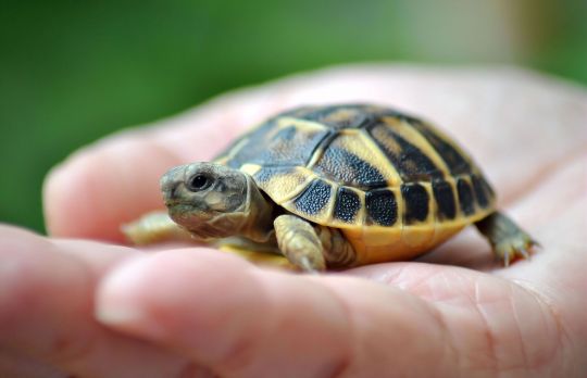 Cum sa afli sexul unei testoase